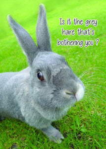 Grey Hare - Funny Birthday Card - ObaYo.ca
